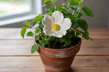 Load image into Gallery viewer, Flower, 1 Pc. - Large Hibiscus on 11” Wire Stem - White