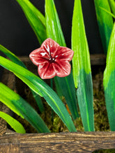 Load image into Gallery viewer, Flower, 1 Pc. - Small Mirabilis on 8” Wire Stem - Mauve
