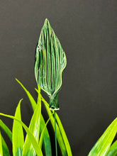 Load image into Gallery viewer, Stem, 1 Pc. - Tulip Leaf on 8” Wire Stem
