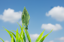 Load image into Gallery viewer, Stem, 1 Pc. - Tulip Leaf on 8” Wire Stem
