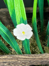 Load image into Gallery viewer, Flower, 1 Pc. - Mini Primula on 8” Wire Stem - White
