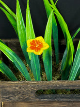 Load image into Gallery viewer, Flower, 1 Pc. - Small Mirabilis on 8” Wire Stem - Yellow

