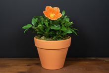 Load image into Gallery viewer, Flower, 1 Pc. - Large Hibiscus on 11” Wire Stem - Orange
