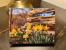 Load image into Gallery viewer, Greeting Card/Note Card by AMcKinley Photography - Daffodils
