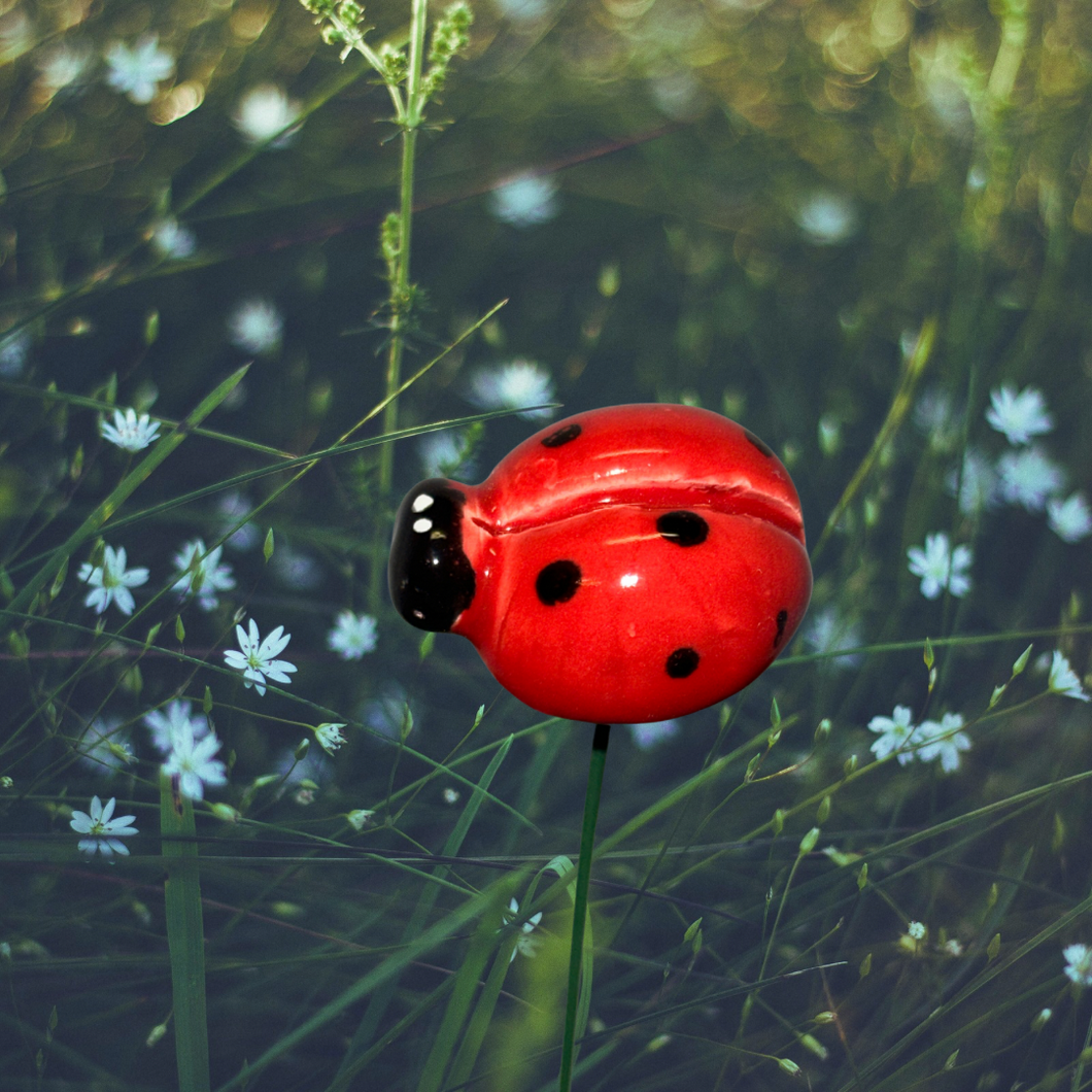 Ladybug on Wire Stem