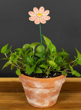 Load image into Gallery viewer, Flower, 1 Pc. - Small Marguerite Daisy on 8” Wire Stem - Pink
