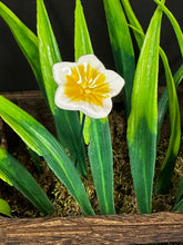 Load image into Gallery viewer, Flower, 1 Pc. - Small Mirabilis on 8” Wire Stem - White
