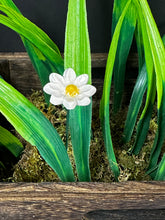Load image into Gallery viewer, Flower, 1 Pc. - Mini Marguerite Daisy on 8” Wire Stem - White
